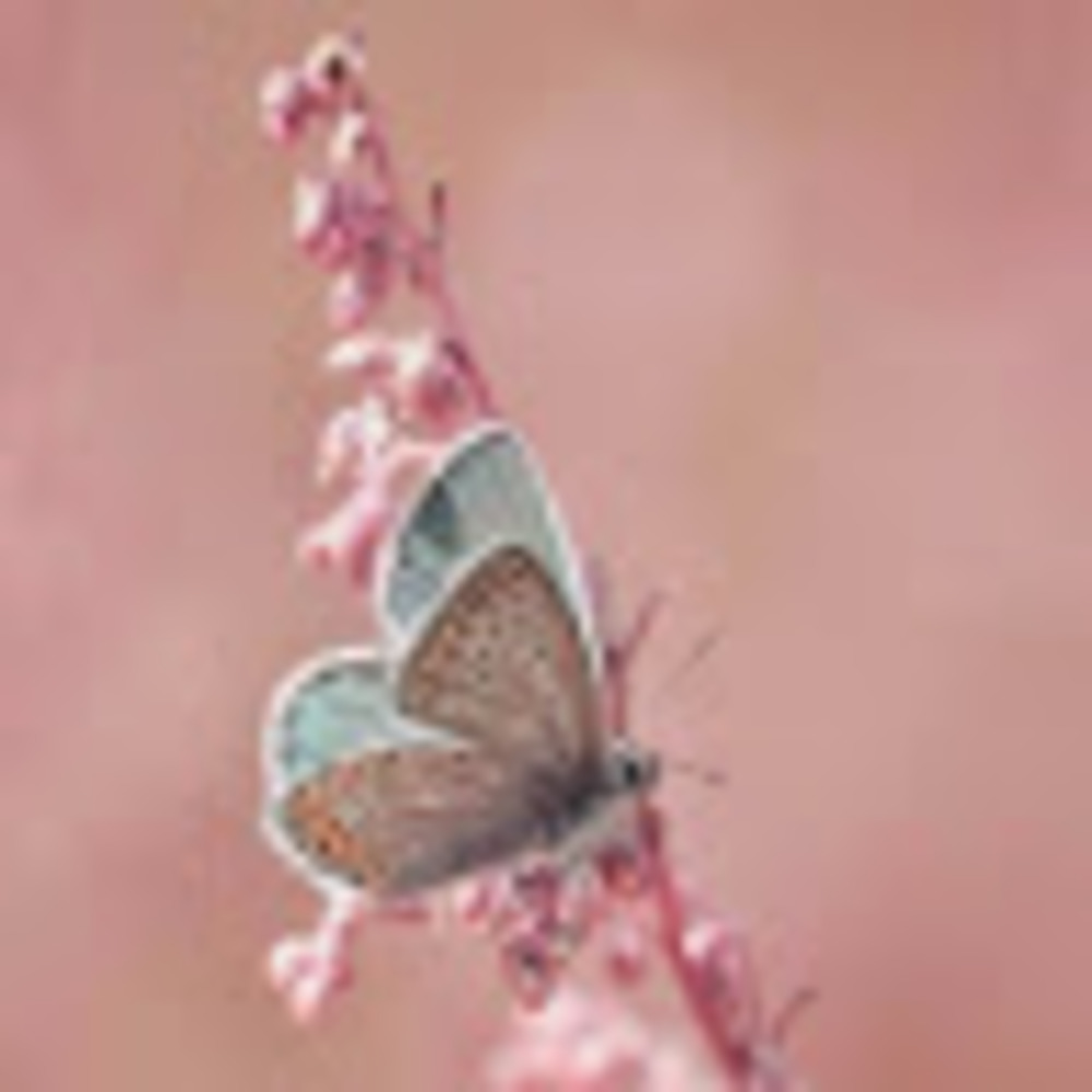 Meet your Posher, Kamyla